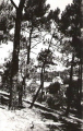 Fromentine : Dans la fort de pins